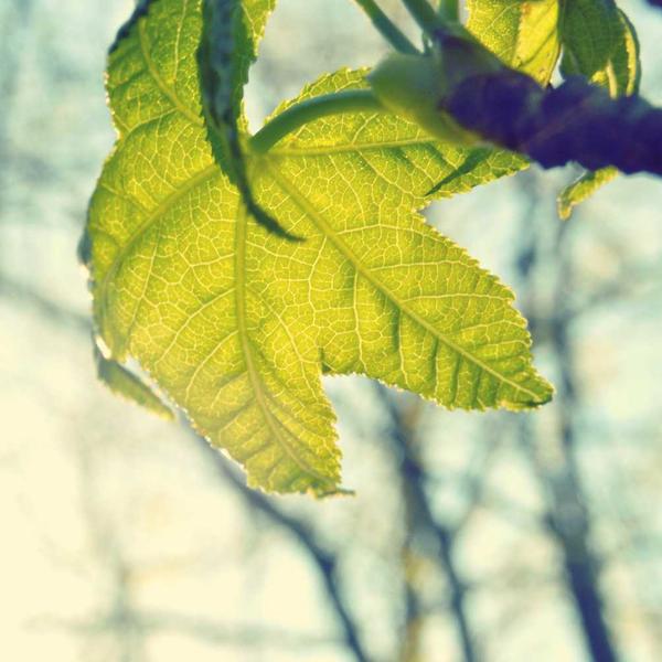 Lampadario sospensione moderno