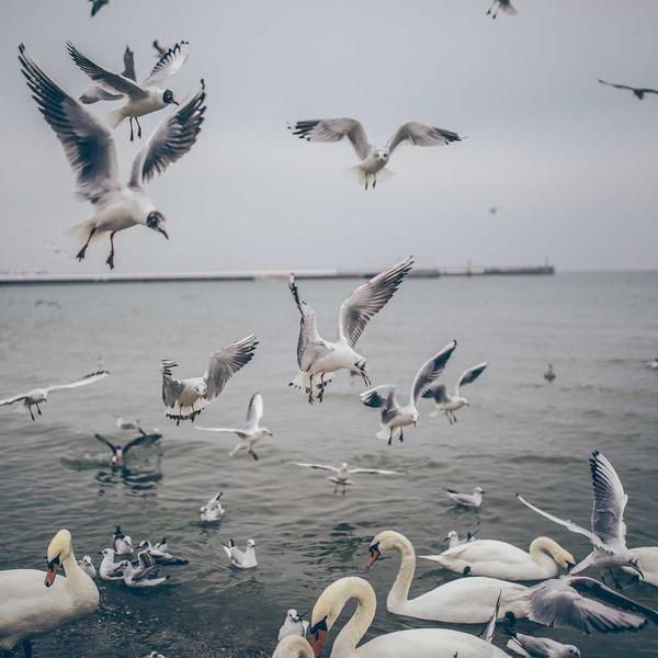 Divano chesterfield classico